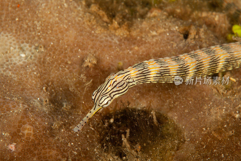 巨型马里鳗鱼(Gymnothorax javanicus)默里